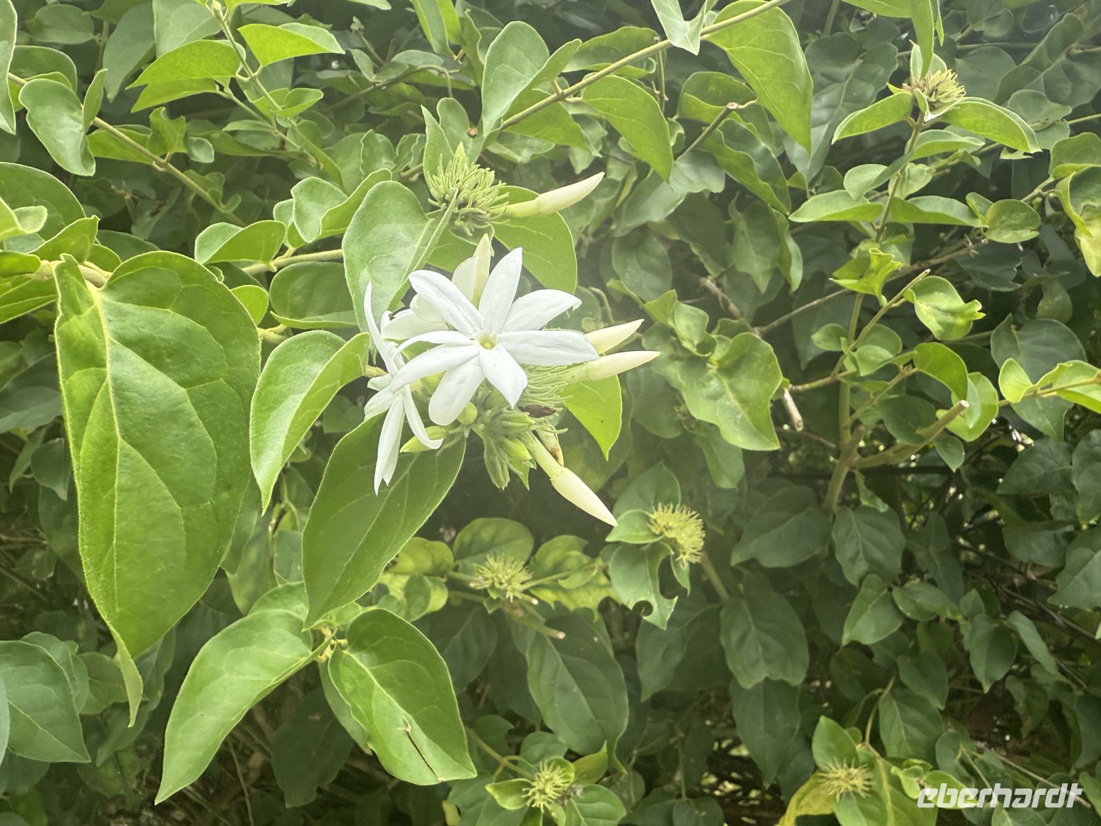 Jardin du Roi Gewürzgarten