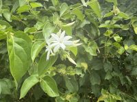 Jardin du Roi Gewürzgarten