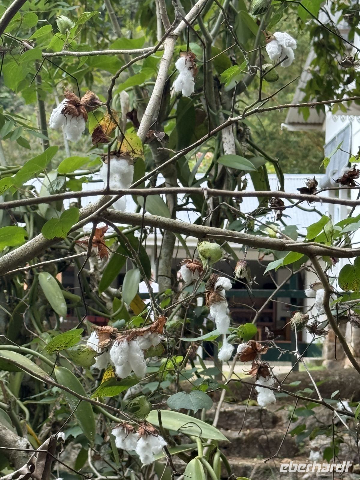 Jardin du Roi Gewürzgarten