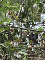 Jardin du Roi Gewürzgarten