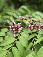 Jardin du Roi Gewürzgarten