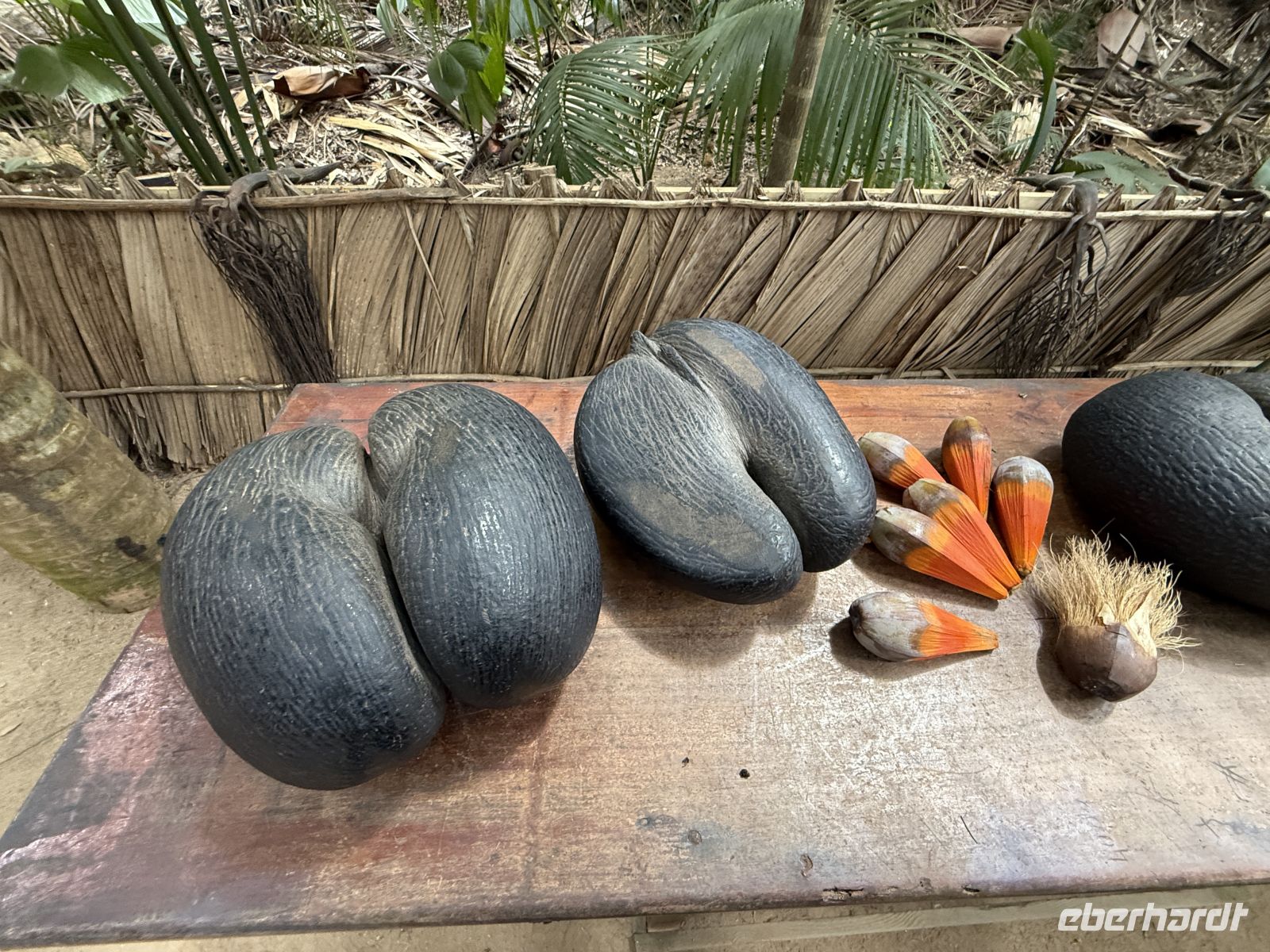 Coco de Mer Nuss,  Vallée de Mai Praslin