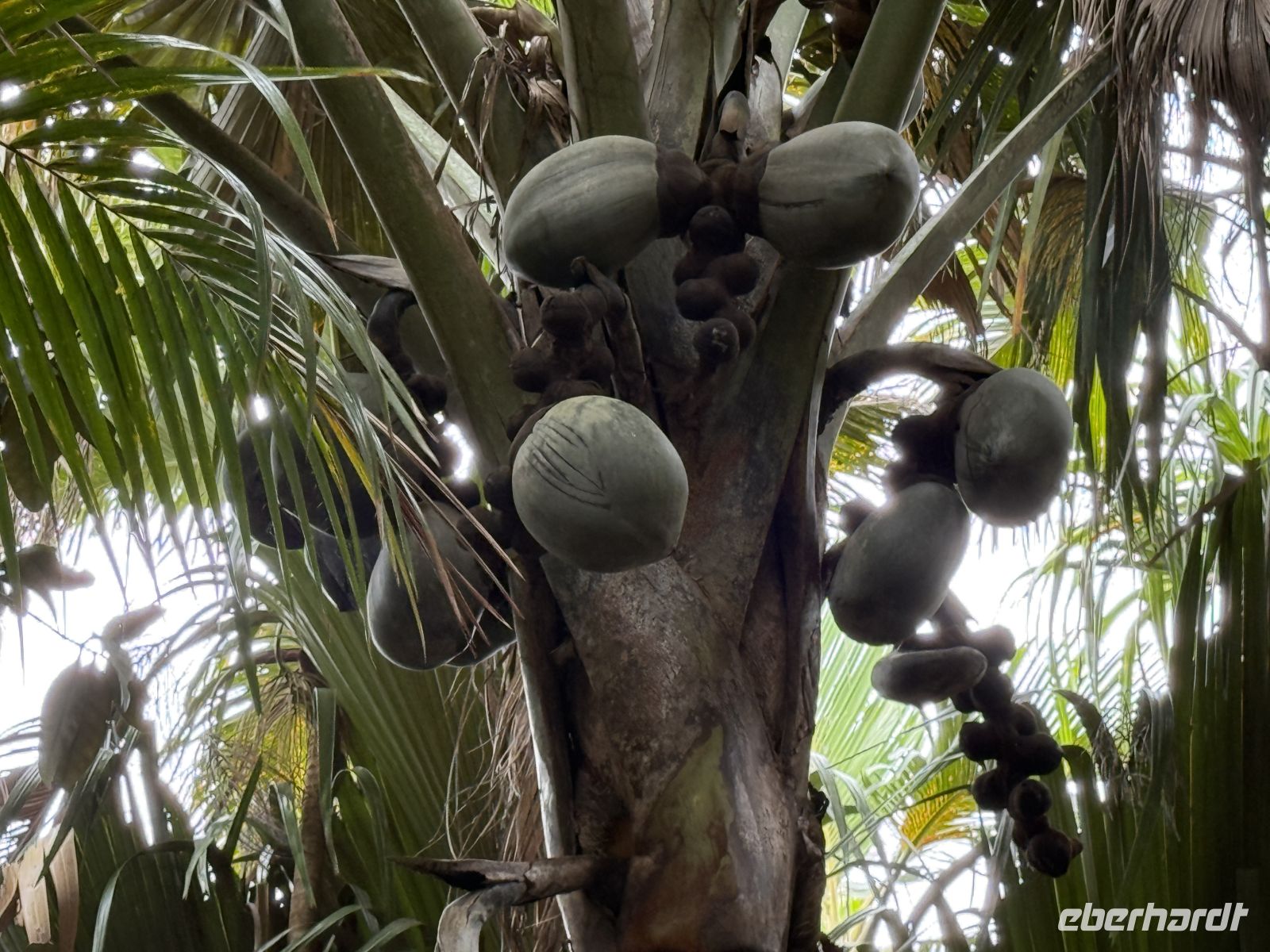 Coco de Mer Nuss am Baum,  Vallée de Mai Praslin