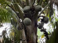Coco de Mer Nuss am Baum,  Vallée de Mai Praslin