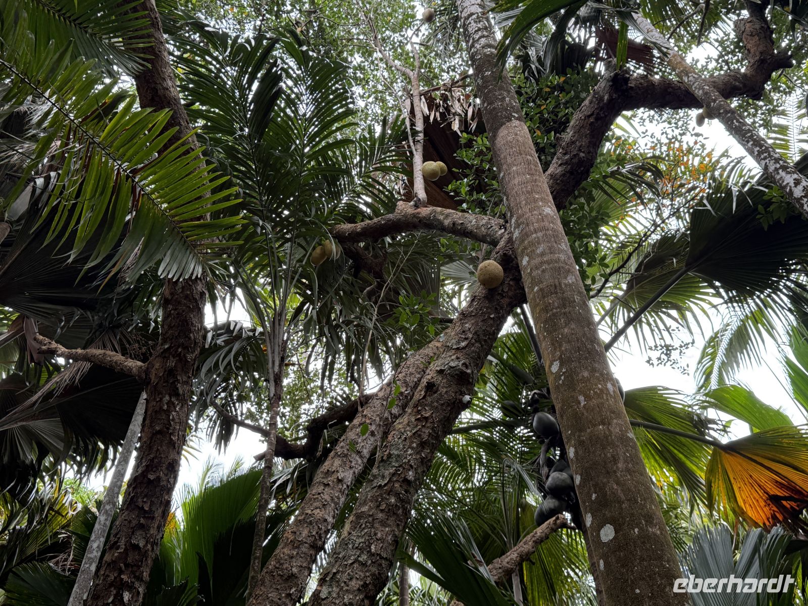 Coco de Mer Nuss am Baum,  Vallée de Mai Praslin