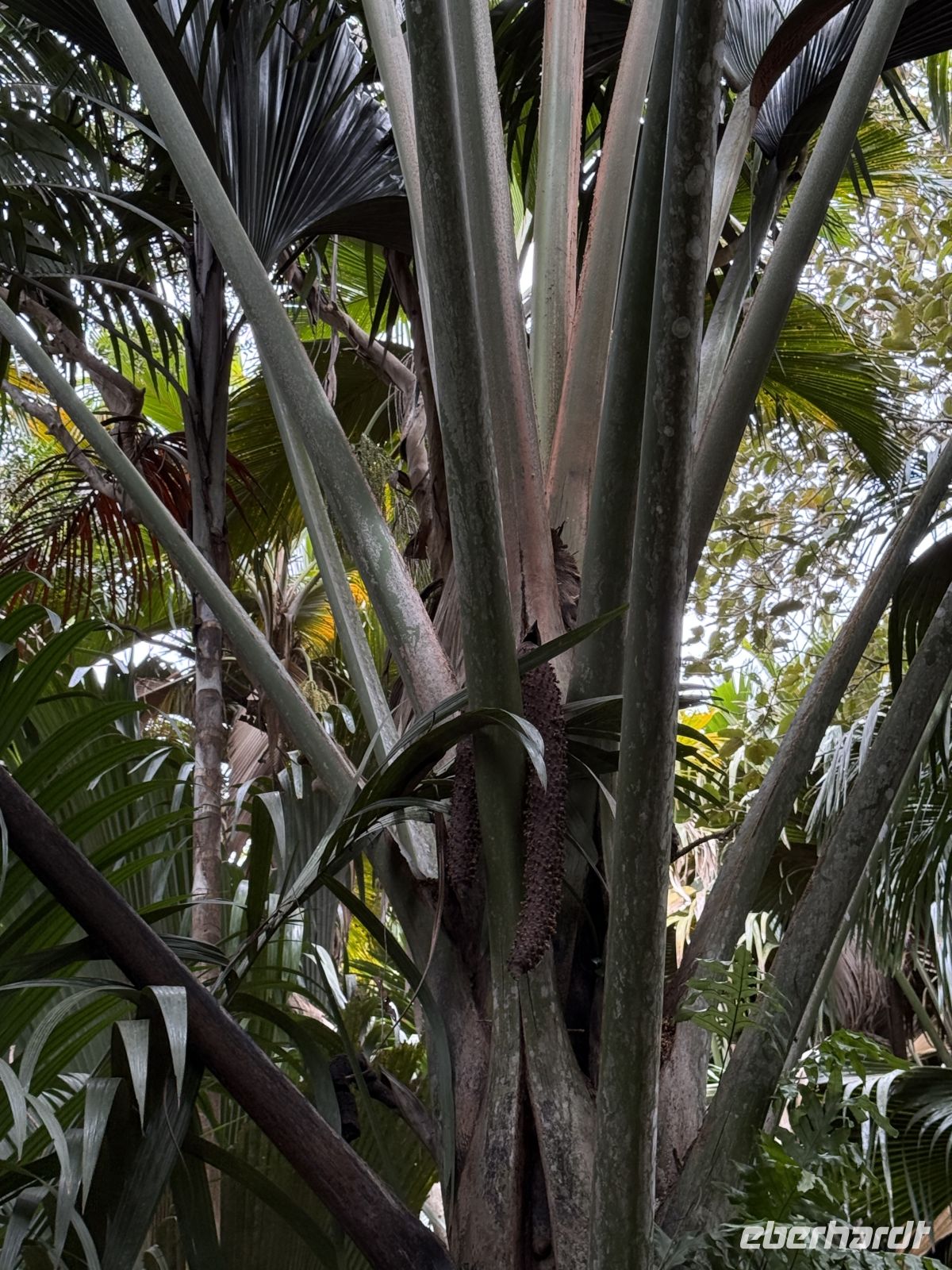  Vallée de Mai Praslin