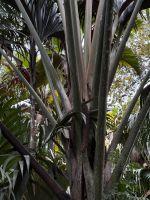  Vallée de Mai Praslin