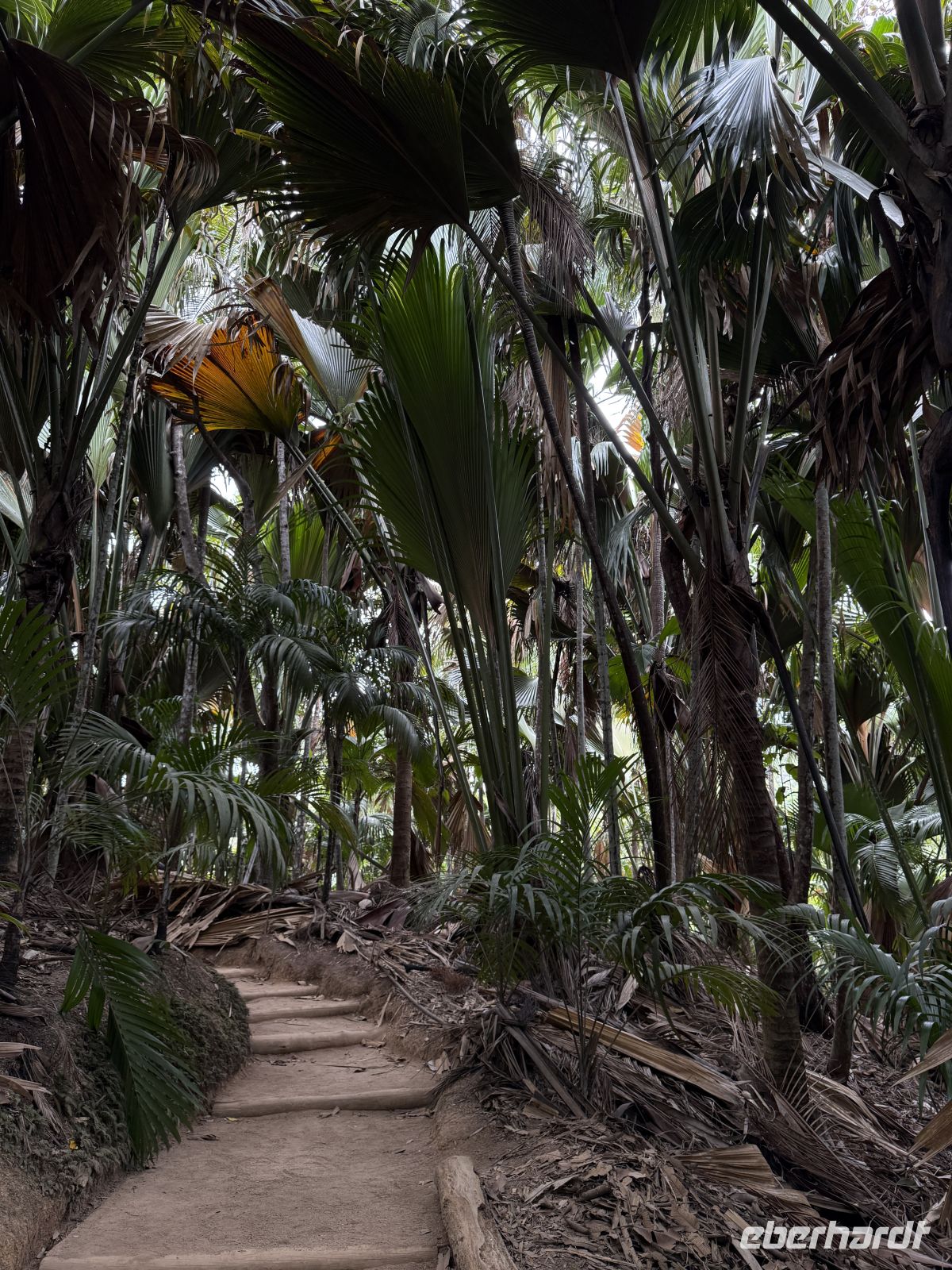 Spaziergang im Vallée de Mai Praslin