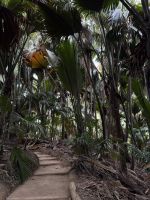 Spaziergang im Vallée de Mai Praslin