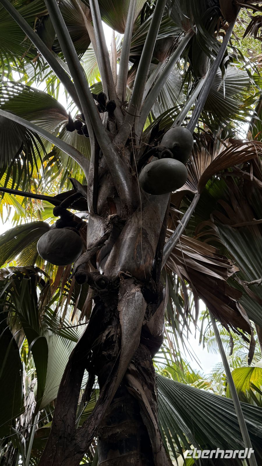 Spaziergang im Vallée de Mai Praslin