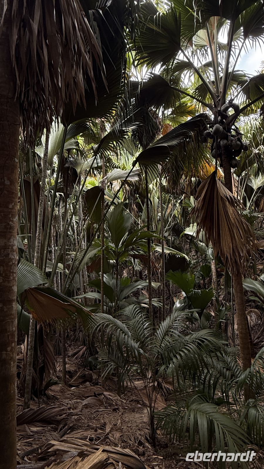 Spaziergang im Vallée de Mai Praslin