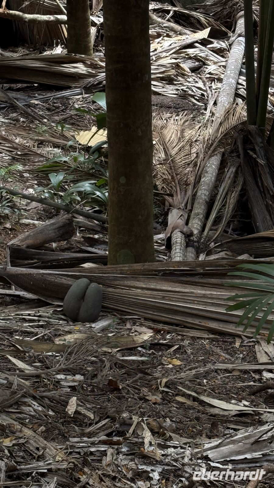 Spaziergang im Vallée de Mai Praslin