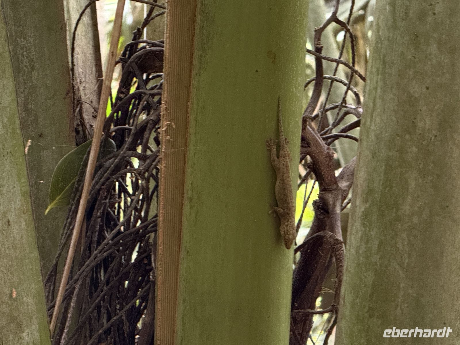 Spaziergang im Vallée de Mai Praslin