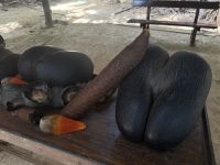 Männliche (Links) und Weibliche Coco de Mer Nuss (rechts) Vallée de Mai Praslin