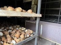 L’Union Estate Farm, Ofen zum Trocknen der Nüsse, Copraprozess