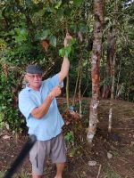 Cyril erklärt den Zimtbaum  &ndash; &copy; Monika Cortese (Eberhardt TRAVEL)