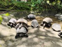 Aldabra Riesenschildkröten  &ndash; &copy; Monika Cortese (Eberhardt TRAVEL)