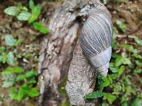 Interessante Schnecken &ndash; &copy; Monika Cortese (Eberhardt TRAVEL)