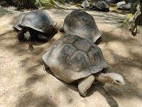 Aldabra Riesenschildkröten  &ndash; &copy; Monika Cortese (Eberhardt TRAVEL)