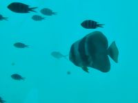 Unterwasserwelt im  St. Anne Marine National Park &ndash; &copy; Monika Cortese (Eberhardt TRAVEL)