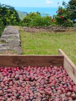 Muskatnüsse, Jardin du Roi - Gewürzgarten, Mahé  &ndash; &copy; Monika Cortese (Eberhardt TRAVEL)