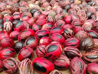 Muskatnüsse zum Trocknen ausgelegt  &ndash; &copy; Monika Cortese (Eberhardt TRAVEL)