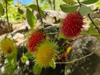 Litchis, Jardin du Roi - Gewürzgarten, Mahé  &ndash; &copy; Monika Cortese (Eberhardt TRAVEL)