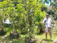 Vanille-Pflanze, Jardin du Roi - Gewürzgarten, Mahé  &ndash; &copy; Monika Cortese (Eberhardt TRAVEL)