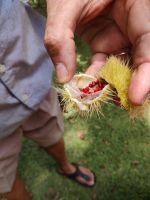 Frucht des Lippenstiftbaums, Jardin du Roi - Gewürzgarten, Mahé  &ndash; &copy; Monika Cortese (Eberhardt TRAVEL)