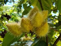 Lippenstiftbaum, Jardin du Roi - Gewürzgarten, Mahé  &ndash; &copy; Monika Cortese (Eberhardt TRAVEL)