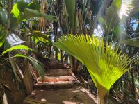 Vallée de Mai, Praslin  &ndash; &copy; Monika Cortese (Eberhardt TRAVEL)