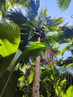 Coco de Mer, Vallée de Mai, Praslin  &ndash; &copy; Monika Cortese (Eberhardt TRAVEL)