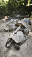 Riesenschildkröten Botanischer Garten Mahe  &ndash; &copy; Beate Klingebiel (Eberhardt TRAVEL)