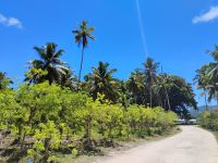 Vanille-Plantage, La Digue  &ndash; &copy; Monika Cortese (Eberhardt TRAVEL)