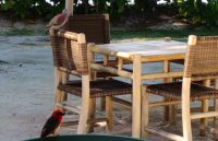 Madagaskar Foddy  &ndash; &copy; Monika Cortese (Eberhardt TRAVEL)