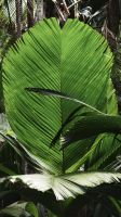 Coco du Met Palme Vallee du Mai &ndash; &copy; Beate Klingebiel (Eberhardt TRAVEL)
