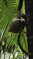 Coco de Mer Palme &ndash; &copy; Beate Klingebiel (Eberhardt TRAVEL)