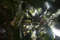 293 Valle de Mai