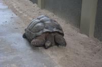 430 Schildkröte