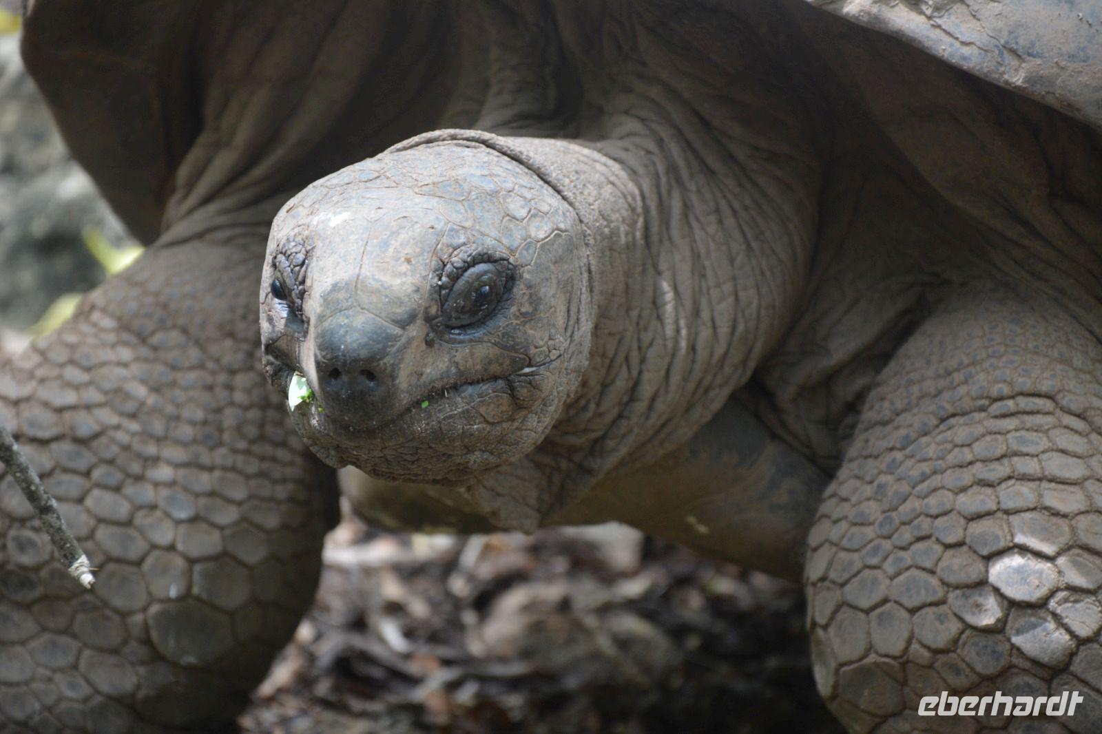 486 Schildkröte