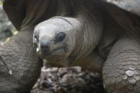486 Schildkröte