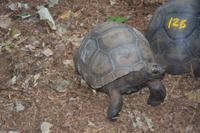 551 Schildkröten