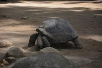 79 Schildkröten