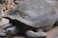 80 Schildkröte