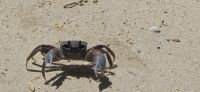 Anse la Mouche Bewohner