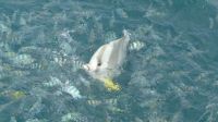 Batfisch (Fledermausfisch)