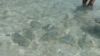 Batfisch (Fledermausfisch)