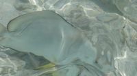 Batfisch (Fledermausfisch)