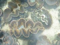 Black Pearl Farm