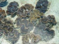 Black Pearl Farm